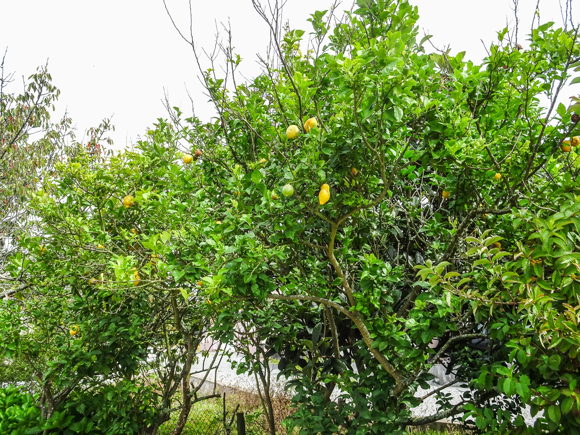 Zitronenbaum am Jakobsweg Portugal