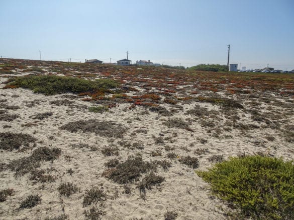 Pflanzenflechte am Strand am Jakobsweg Portugal
