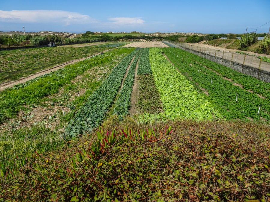 Salatfeld in der Gemeinde Aguçadoura am Jakobsweg Portugal