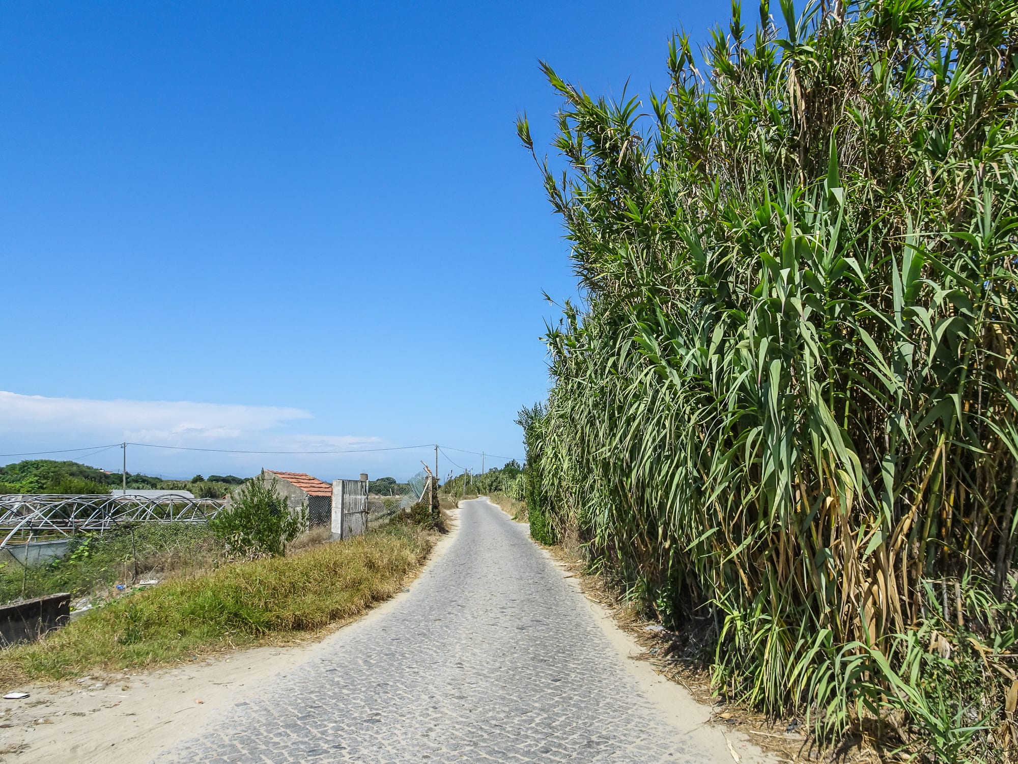 Landweg mit Maisfeld in der Gemeinde Aguçadoura am Jakobsweg Portugal