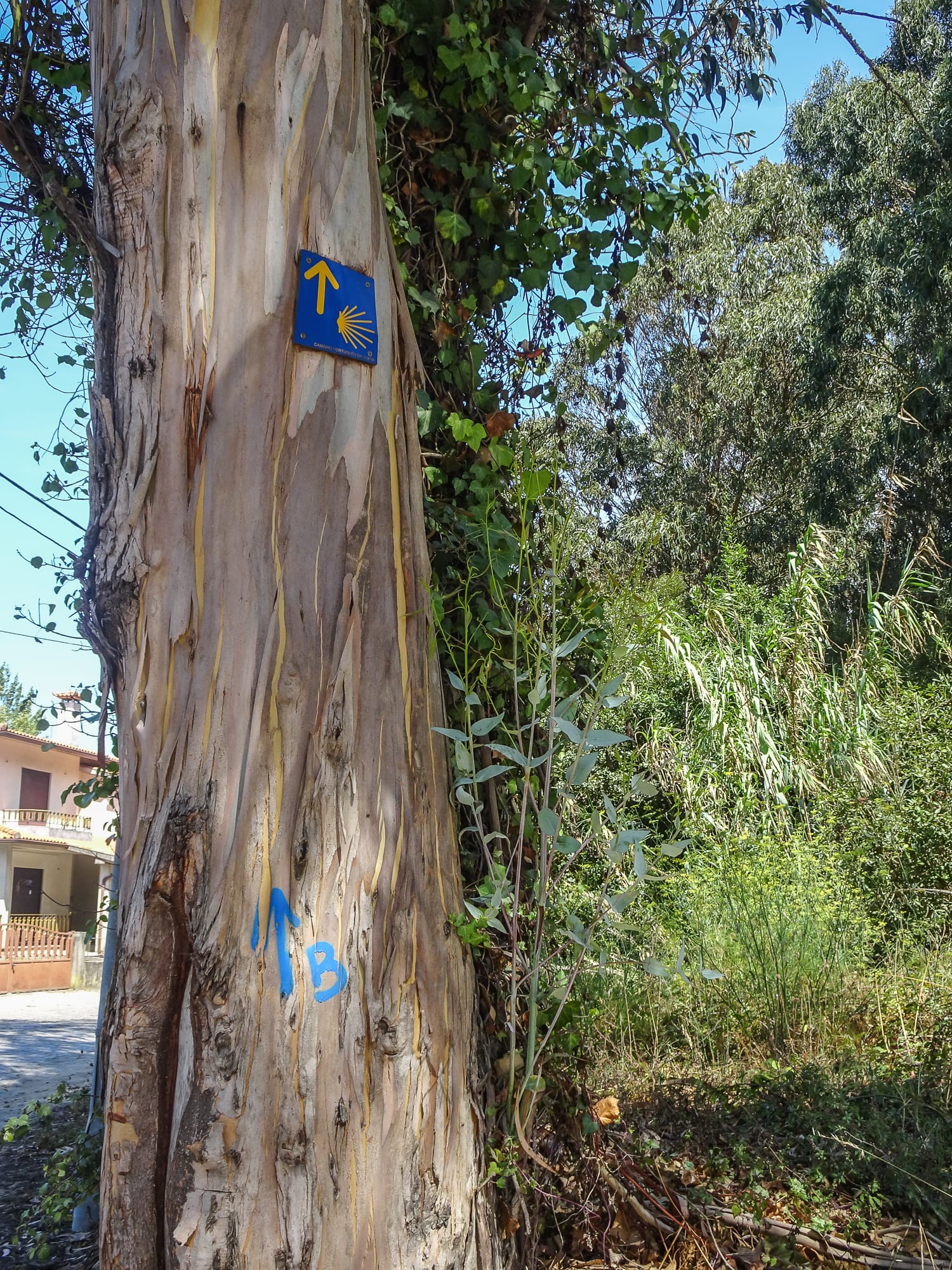 Jakobswegmarkierung am Baumstamm am Jakobsweg Portugal