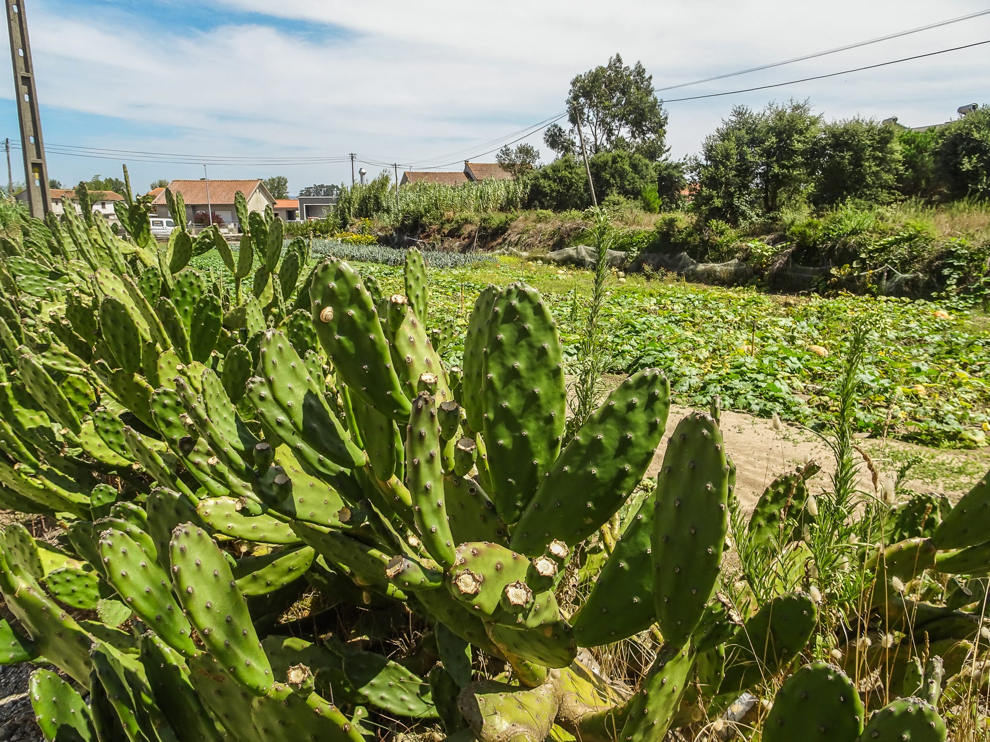 Kakteen und Gemüsebeet in Apúlia am Jakobsweg Portugal